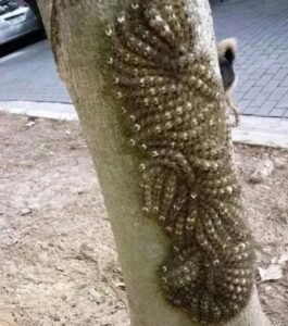 Συχνά, όταν περπατάμε στη φύση, μαγευόμαστε από την ομορφιά γύρω μας και ξεχνάμε ότι μπορεί να κρύβει και κινδύνους, όχι πάντα ορατούς με την πρώτη ματιά. Η οικογένειά μας το έμαθε αυτό κάποτε με τον δύσκολο τρόπο — κι από τότε, μάθαμε να είμαστε πιο προσεκτικοί. Ήταν μια υπέροχη καλοκαιρινή μέρα. Είχαμε βγει όλοι μαζί για πικνίκ σε ένα μικρό πάρκο. Ο ήλιος φώτιζε απαλά μέσα από τα φύλλα, τα πουλιά κελαηδούσαν, και τα γέλια των παιδιών γέμιζαν τον αέρα. Βρήκαμε ένα ήσυχο σημείο κοντά σε ένα ξέφωτο, μακριά από το μονοπάτι, απλώσαμε την κουβέρτα και βγάλαμε το καλάθι του πικνίκ. Τα παιδιά άρχισαν αμέσως να παίζουν, ενώ ο σύζυγός μου κι εγώ απολαμβάναμε λίγες στιγμές ηρεμίας. Όλα έμοιαζαν τέλεια, μέχρι που η ζωηρή και περίεργη κόρη μας παρατήρησε ένα δέντρο με έναν ασυνήθιστο, όμορφο φλοιό. «Μαμά, μπαμπά, ελάτε να δείτε! Έχει υπέροχες ρίγες!» φώναξε χαρούμενη. Έτρεξα κοντά της, αλλά ο σύζυγός μου, προσέχοντας κάτι παράξενο στις “ρίγες”, σηκώθηκε γρήγορα και πλησίασε κι εκείνος. Με μια πιο προσεκτική ματιά, ανακαλύψαμε πως αυτές οι “ρίγες” δεν ήταν καθόλου φυσικό σχέδιο — ήταν μια ολόκληρη ομάδα εντόμων, καμουφλαρισμένων πάνω στον κορμό. Ήταν προνύμφες, σχεδόν αόρατες, που μιμούνταν τέλεια τον φλοιό του δέντρου. Ενώ όσο μένουν εκεί δεν είναι επικίνδυνες, το άγγιγμά τους μπορεί να προκαλέσει έντονο ερεθισμό στο δέρμα και δυσφορία. Αποφασίσαμε να μην ρισκάρουμε και ειδοποιήσαμε αμέσως την υπηρεσία προστασίας της φύσης. Οι ειδικοί έφτασαν γρήγορα, μετέφεραν προσεκτικά τα έντομα σε ασφαλές σημείο και τοποθέτησαν προειδοποιητική πινακίδα στο δέντρο. Μας εξήγησαν πως τέτοιες περιπτώσεις είναι πιο συχνές απ’ όσο φανταζόμαστε και πως το πιο σημαντικό είναι να μείνουμε ψύχραιμοι και να αποφύγουμε κάθε επαφή με άγνωστα έντομα. Από εκείνη τη μέρα, άλλαξε ο τρόπος που απολαμβάνουμε τους περιπάτους μας. Πλέον, όταν πηγαίνουμε σε πάρκο ή δάσος, έχουμε πάντα μαζί μας ένα ζευγάρι γάντια, έναν μικρό μεγεθυντικό φακό για να παρατηρούμε με ασφάλεια τα φυτά και τα έντομα, καθώς και ένα βασικό φαρμακείο. Όχι από φόβο — αλλά από προνοητικότητα. ### Συμβουλές για γονείς και παππούδες * Εξηγήστε στα παιδιά ότι δεν πρέπει να αγγίζουν οτιδήποτε τους κινεί την περιέργεια στη φύση. * Ασυνήθιστα σχέδια, συγκεντρώσεις μικρών πλασμάτων ή φυτά με έντονα χρώματα είναι σημάδια προσοχής. Καλύτερα να παρατηρούν από απόσταση και, αν χρειάζεται, να ρωτούν έναν ενήλικα ή ειδικό. * Μια απλή συζήτηση μπορεί να προλάβει ατυχήματα. Η φύση είναι μαγευτική και αξίζει να τη χαιρόμαστε με σεβασμό και προσοχή. Αν δείτε κάτι ασυνήθιστο σε πάρκο ή δάσος, μην το αγγίζετε — ενημερώστε το προσωπικό ή τις τοπικές υπηρεσίες. Μια μικρή προειδοποίηση μπορεί να κάνει τη βόλτα ασφαλέστερη για όλους. 